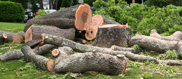 Large Tree Removal in Rochester