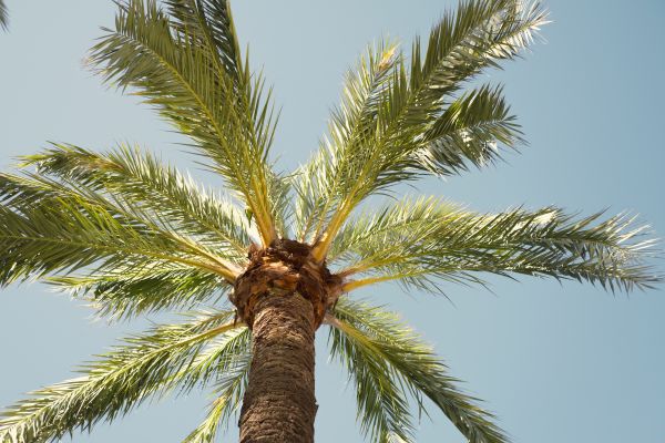 Palm Tree Removal in Rochester