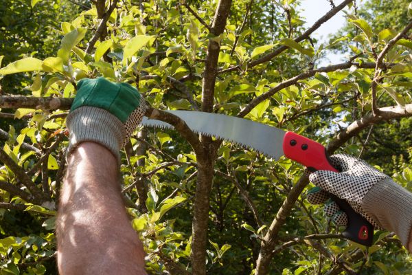 Small Tree Removal in Rochester