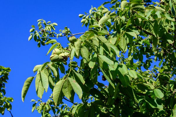 Walnut Tree Removal in Rochester