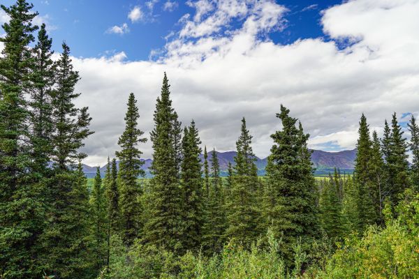Cost of Spruce Tree Removal in Rochester