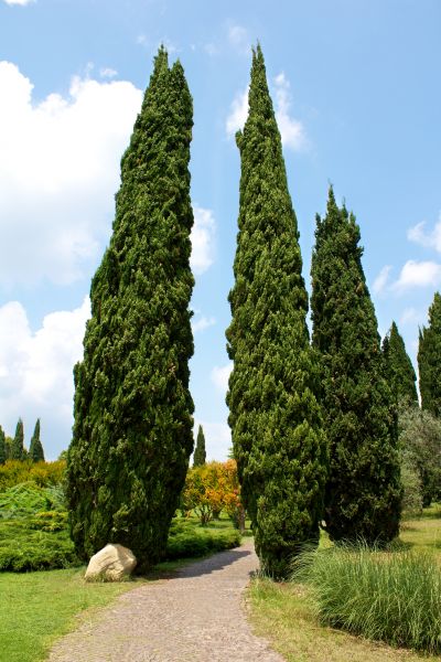 Cypress Tree Removal in Rochester