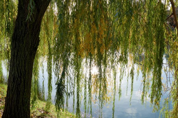 Willow Tree Removal in Rochester