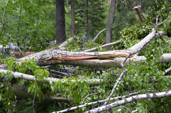 Cost of Birch Tree Removal in Rochester