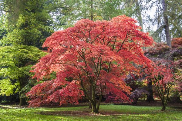 Maple Tree Removal in Rochester