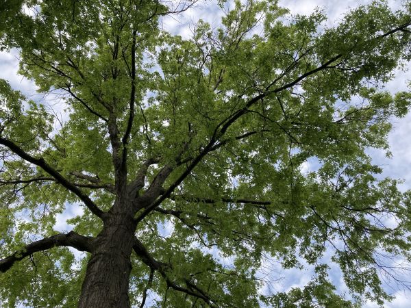 Oak Tree Removal in Rochester