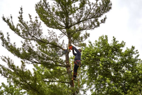 Pine Tree Removal in Rochester