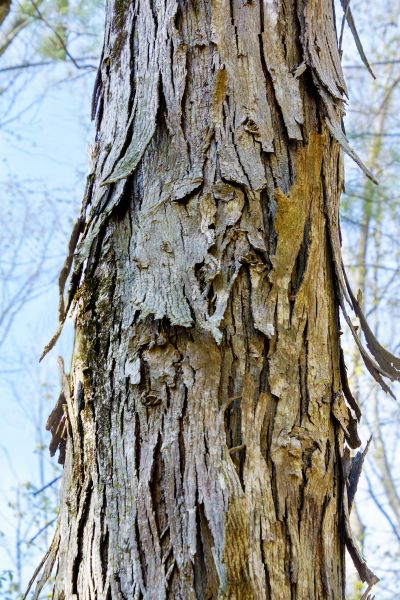 Cost of Hickory Tree Removal in Rochester