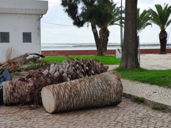 Palm Trees Removal in Rochester