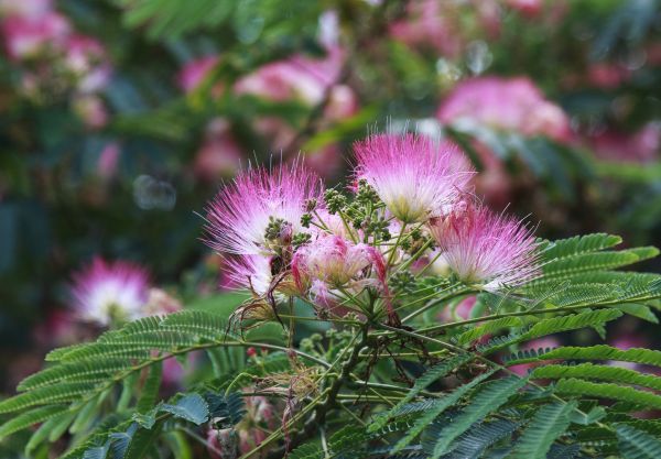 Cost of Mimosa Tree Removal in Rochester
