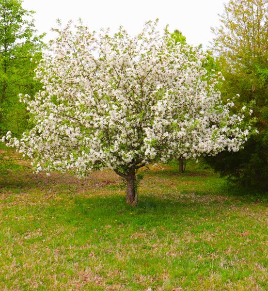 Cost of Dogwood Tree Removal in Rochester