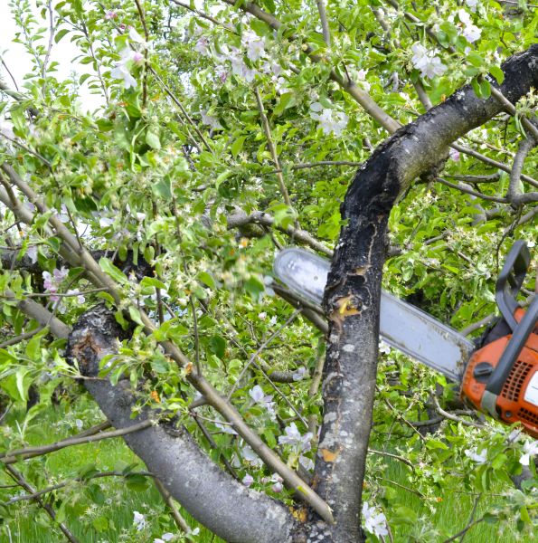 Cost of Apple Tree Removal in Rochester