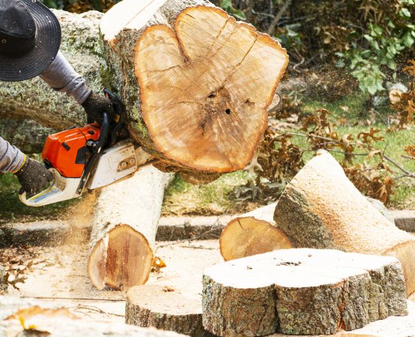 Tree Removal Service in Rochester