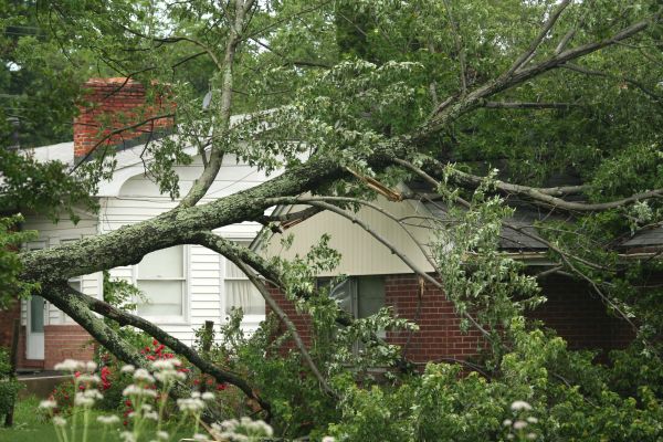 Emergency Tree Removal in Rochester