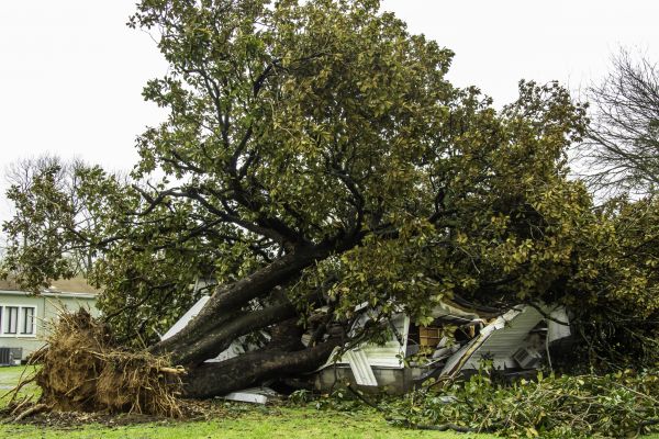 Fallen Tree Removal in Rochester
