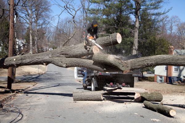 Residential Tree Removal in Rochester