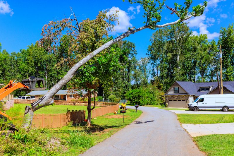 Elm Tree Removal