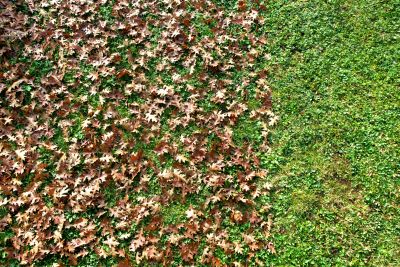 Clean Yard