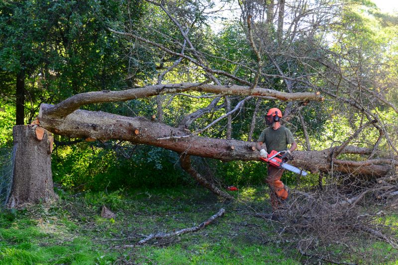 Tree Cutting in Fall