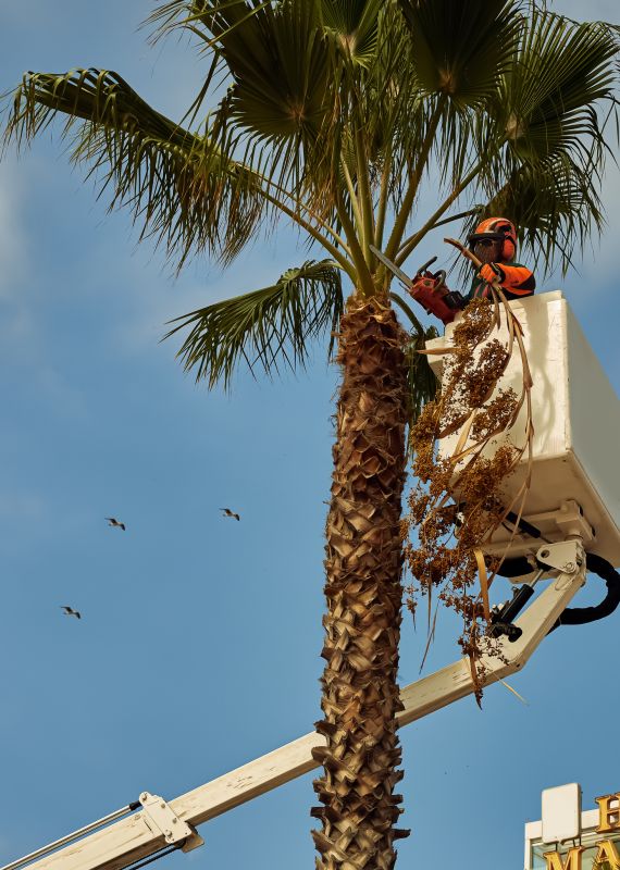 Summer Tree Removal Safety