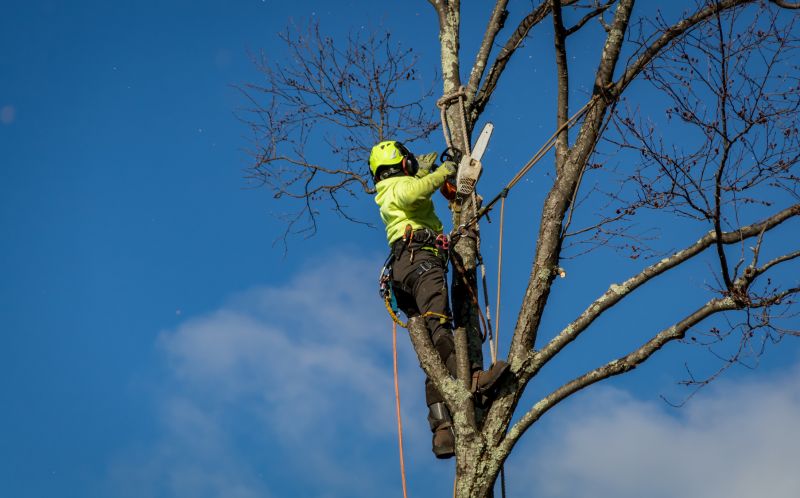Tree Health Assessment