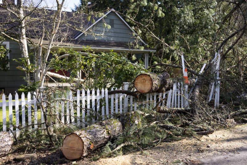 Fall Tree Removal Benefits