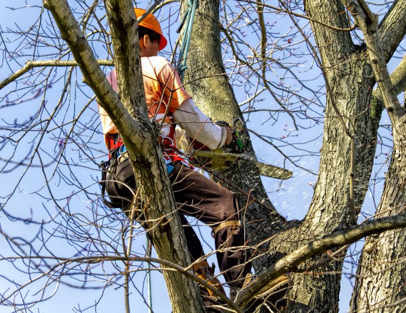 Spring Tree Removal Advantages