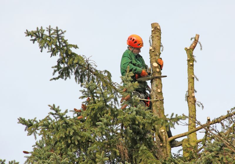 Tree Removal Equipment in Action