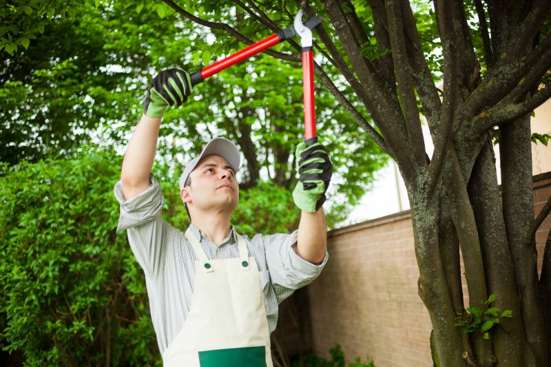 Healthy Trees Before Removal
