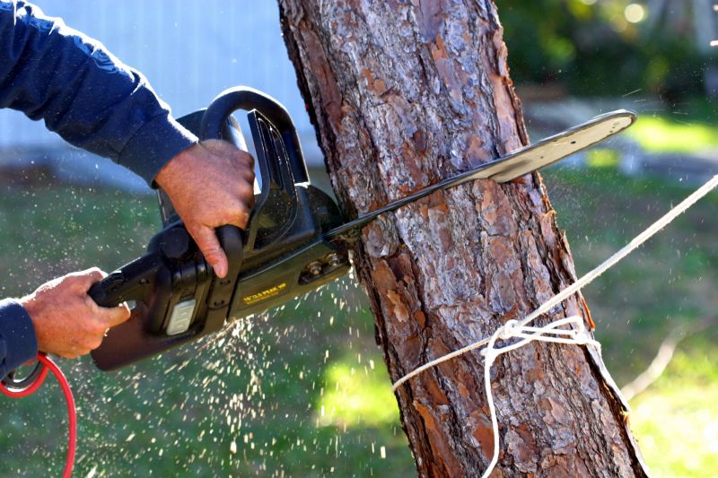 Tree Removal Crew at Work