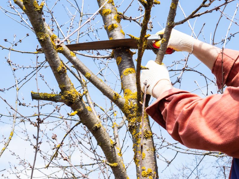 Tree Assessment Process