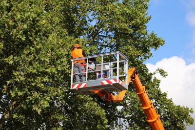 Proper Timing for Tree Health